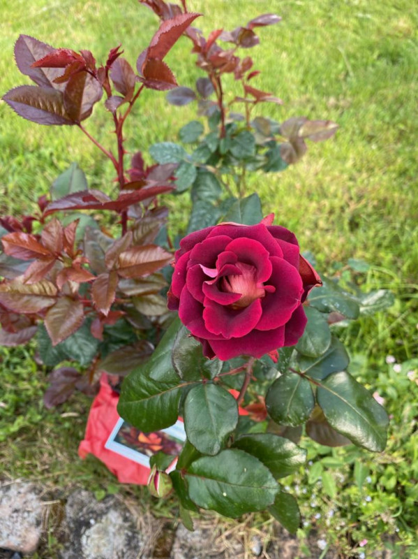photo 33